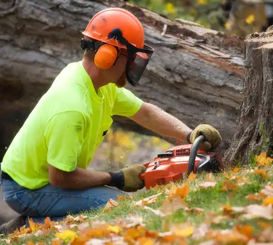 tree services Lakota